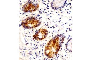 Antibody staining REG3G in human small intestine sections by Immunohistochemistry (IHC-P - paraformaldehyde-fixed, paraffin-embedded sections). (REG3g 抗体  (AA 89-116))