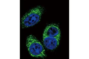Confocal immunofluorescent analysis of TGFB2 Antibody (ABIN659106 and ABIN2838086) with A549 cell followed by Alexa Fluor® 488-conjugated goat anti-mouse lgG (green). (TGFB2 抗体)
