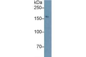 Western Blotting (WB) image for anti-Nitric Oxide Synthase 1, Neuronal (NOS1) (AA 9-136) antibody (ABIN7432673)