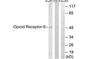Western blot analysis of extracts from HuvEc/COLO205 cells, using Opioid Receptor-delta (Ab-363) Antibody. (OPRD1 抗体  (AA 323-372))