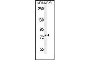 Western blot analysis of SORBS1 / Ponsinin Antibody in MDA-MB231 cell line lysates (35ug/lane). (SORBS1 抗体  (Middle Region))