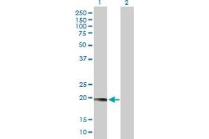 Western Blot analysis of LYZL1 expression in transfected 293T cell line by LYZL1 MaxPab polyclonal antibody. (Lysozyme-Like 1 抗体  (AA 1-194))