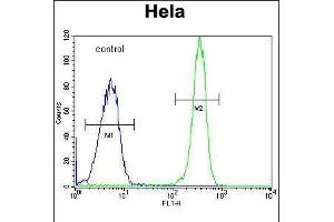 Flow Cytometry (FACS) image for anti-Collagen, Type IV, alpha 2 (COL4A2) (AA 156-186), (N-Term) antibody (ABIN5535074)