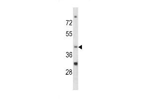 Western blot analysis of CCRN4L antibody in K562 cell line lysates (35ug/lane)