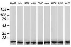 Image no. 1 for anti-ATPase, H+ Transporting, Lysosomal 14kDa, V1 Subunit F (ATP6V1F) antibody (ABIN1496778) (ATP6V1F 抗体)