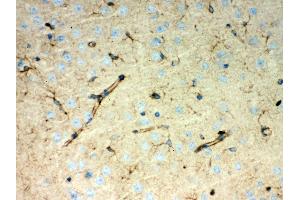 Anti- Peroxiredoxin 1 Picoband antibody, IHC(P) IHC(P): Mouse Brain Tissue (Peroxiredoxin 1 抗体  (Middle Region))