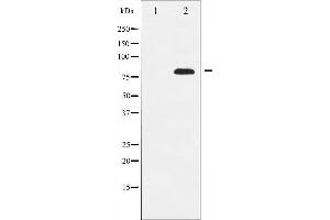 Western blot analysis of Rel expression in MDA-MB-435 whole cell lysates,The lane on the left is treated with the antigen-specific peptide. (c-Rel 抗体  (Internal Region))