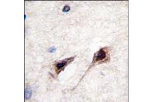 Image no. 1 for anti-Myocyte Enhancer Factor 2C (MEF2C) (Ser387) antibody (ABIN358801) (MEF2C 抗体  (Ser387))