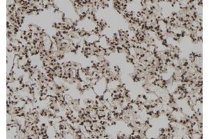 ABIN6272928 at 1/100 staining Rat lung tissue by IHC-P. (Ribonuclease H1 抗体  (Internal Region))