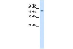 WB Suggested Anti-KRT8 Antibody Titration:  0. (KRT8 抗体  (N-Term))