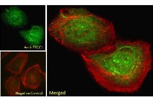 ABIN6391360 Immunofluorescence analysis of paraformaldehyde fixed U2OS cells, permeabilized with 0. (ERCC1 抗体  (Internal Region))