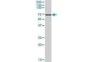 FANCC MaxPab polyclonal antibody. (FANCC 抗体  (AA 1-558))