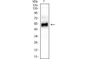 Western Blotting (WB) image for anti-GATA Binding Protein 3 (GATA3) antibody (ABIN7193660)