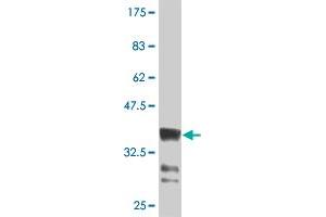 Western Blot detection against Immunogen (36. (HOXB9 抗体  (AA 65-163))