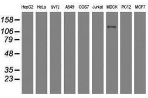 Image no. 4 for anti-Ubiquitin Specific Peptidase 36 (USP36) (AA 589-972) antibody (ABIN1491604)