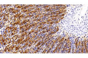 Detection of PGA in Rat Stomach Tissue using Polyclonal Antibody to Pepsinogen A (PGA) (Pepsinogen A 抗体  (AA 16-387))