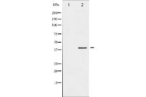 Western blot analysis of Fos phosphorylation expression in forskolin treated K562 whole cell lysates,The lane on the left is treated with the antigen-specific peptide. (c-FOS 抗体  (pSer362))
