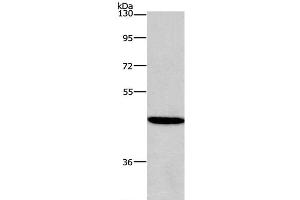 Western Blot analysis of 293T cell using HDAC8 Polyclonal Antibody at dilution of 1:950 (HDAC8 抗体)