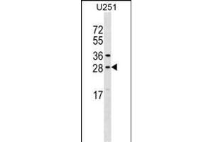 OSTF1 Antibody (N-term) (ABIN1539641 and ABIN2848748) western blot analysis in  cell line lysates (35 μg/lane). (OSTF1 抗体  (N-Term))