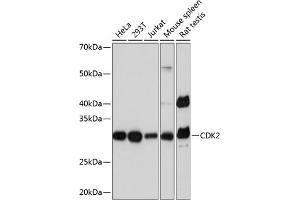 Western blot analysis of extracts of various cell lines, using CDK2 Rabbit mAb  at 1:1000 dilution. (CDK2 抗体)
