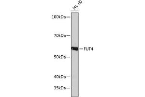 Western blot analysis of extracts of HL-60 cells, using FUT4 Polyclonal Antibody (ABIN7267274) at 1:1000 dilution. (CD15 抗体  (AA 200-300))