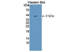 Western Blotting (WB) image for anti-Nuclear Factor kappa B (NFkB) (AA 47-372) antibody (ABIN1862963) (NFkB 抗体  (AA 47-372))
