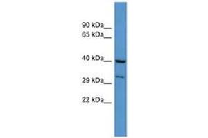 DUSP11 抗体  (AA 41-90)