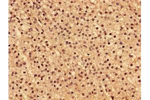 Immunohistochemistry of paraffin-embedded human adrenal gland tissue using ABIN7173954 at dilution of 1:100 (INPP5A 抗体  (AA 1-409))