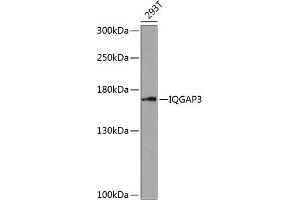 Western blot analysis of extracts of 293T cells, using IQG antibody (ABIN6128096, ABIN6142510, ABIN6142512 and ABIN6218480) at 1:1000 dilution. (IQGAP3 抗体  (AA 1437-1631))
