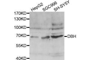 Western blot analysis of extracts of various cell lines, using DBH antibody. (DBH 抗体  (AA 150-250))