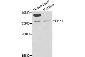 Western blot analysis of extracts of various cell lines, using PEX7 antibody (ABIN2564489) at 1:1000 dilution. (PEX7 抗体)