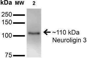 Western Blot analysis of Mouse Brain Membrane showing detection of ~110 kDa Neuroligin 3 protein using Mouse Anti-Neuroligin 3 Monoclonal Antibody, Clone S110-29 . (Neuroligin 3 抗体  (AA 730-848) (APC))