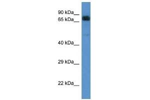 Western Blot showing ACAD9 antibody used at a concentration of 1 ug/ml against 721_B Cell Lysate