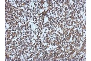 Image no. 1 for anti-Mdc1 (MDC1) (AA 642-954) antibody (ABIN1499348) (MDC1 抗体  (AA 642-954))