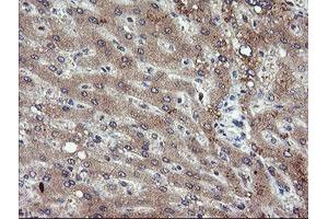 Image no. 1 for anti-Phosphoinositide-3-Kinase, Catalytic, gamma Polypeptide (PIK3CG) antibody (ABIN1500203) (PIK3 gamma 抗体)