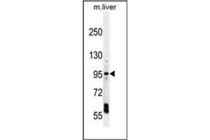 Western blot analysis of EXOC3L Antibody (EXOC3L1 抗体  (C-Term))