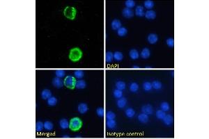 Immunofluorescence staining of fixed mouse splenocytes with anti-GITRL (Tumor necrosis factor ligand superfamily member 18) antibody YGL386. (Recombinant TNFSF18 抗体)