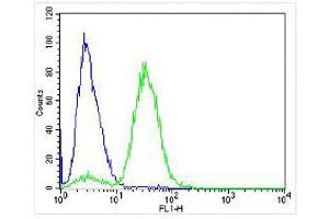 Overlay histogram showing Jurkat cells stained with (ABIN6242898 and ABIN6577958) (green line). (AVPR2 抗体  (C-Term))