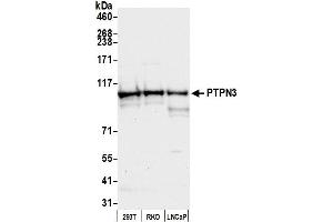 Western Blotting (WB) image for anti-Protein tyrosine Phosphatase, Non-Receptor Type 3 (PTPN3) (AA 175-225) antibody (ABIN7449201)