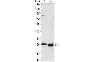 Western blot analysis using APOA1 mouse mAb against HepG2 cell lysate (1) and human serum (2). (APOA1 抗体)