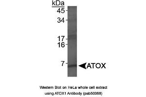 Image no. 1 for anti-ATX1 Antioxidant Protein 1 Homolog (ATOX1) antibody (ABIN363675) (ATOX1 抗体)