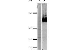 Western blotting analysis of CD44 in HeLa cells (positive, lane 2) and MOLT-4 cells (negative, lane 1) using anti-CD44 (IM7) purified, non-reducing conditions. (CD44 抗体)