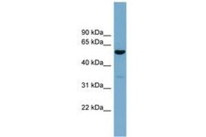 Image no. 1 for anti-Actin-Related Protein 10 Homolog (ACTR10) (AA 287-336) antibody (ABIN6744152) (ACTR10 抗体  (AA 287-336))