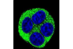 Confocal immunofluorescent analysis of NQO1 Antibody (Center) (ABIN391528 and ABIN2841484) with Hela cell followed by Alexa Fluor 488-conjugated goat anti-rabbit lgG (green). (NQO1 抗体  (AA 118-144))