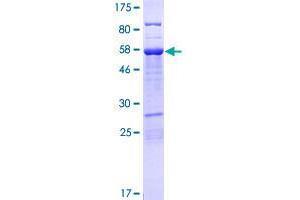 UBXN10 Protein (AA 1-280) (GST tag)