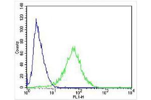 Overlay histogram showing SH-SY5Y cells stained with (ABIN6242948 and ABIN6577962) (green line). (NPY2R 抗体  (N-Term))