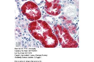 Immunohistochemistry with Human kidney lysate tissue at an antibody concentration of 5. (EYA1 抗体  (Middle Region))