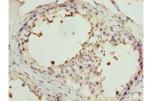 Immunohistochemistry of paraffin-embedded human testis tissue using ABIN7165937 at dilution of 1:100 (PPP1R7 抗体  (Regulatory Subunit 7))