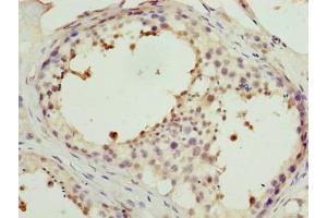 Immunohistochemistry of paraffin-embedded human testis tissue using ABIN7165937 at dilution of 1:100