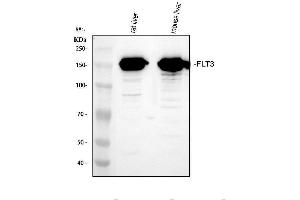 Western blot analysis of Flt3/CD135 using anti-Flt3/CD135 antibody (ABIN5518988). (FLT3 抗体  (AA 62-295))